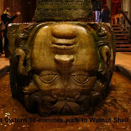 Walnut Shell 3*