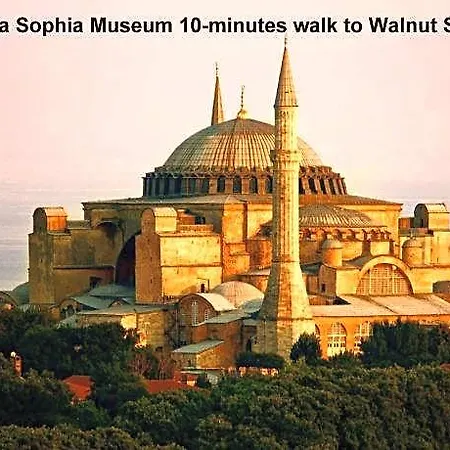 Walnut Shell